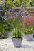 Agapanthus 'Poppin Purple' - ↨30Cm - Ø19 - Blomstrende Udendørs Plante