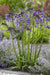 Agapanthus 'Poppin Purple' - ↨30Cm - Ø19 - Blomstrende Udendørs Plante