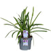 Agapanthus 'Poppin Purple' - ↨30Cm - Ø19 - Blomstrende Udendørs Plante