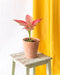 Aglaonema Flamingo Pink