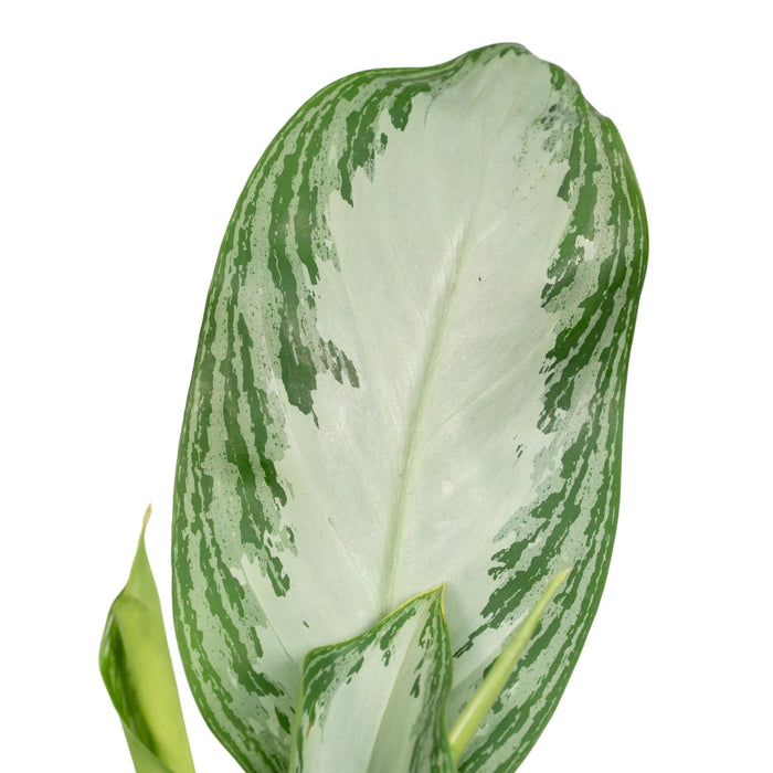 Aglaonema Silver Bay H55Cm