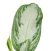 Aglaonema Silver Bay H55Cm