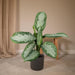 Aglaonema Silver Bay H55Cm