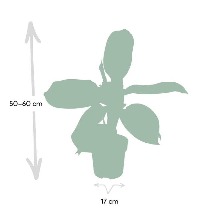 Aglaonema Silver Bay H55Cm