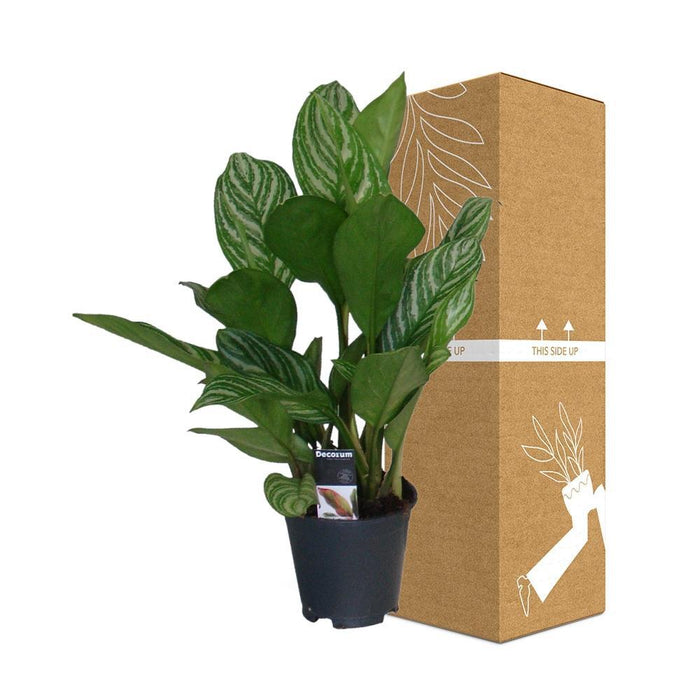 Aglaonema Striber