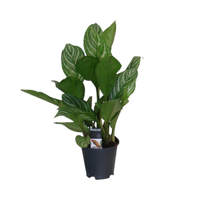 Aglaonema Striber