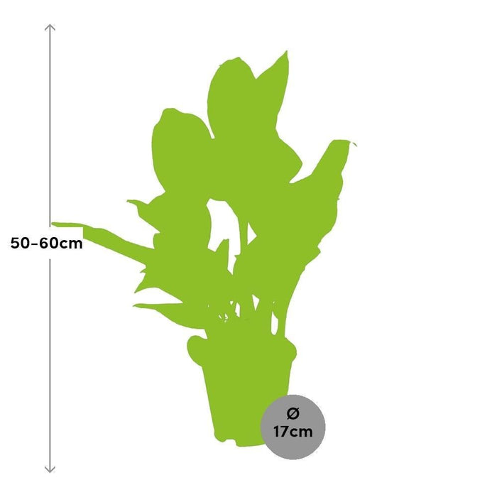 Aglaonema Striber