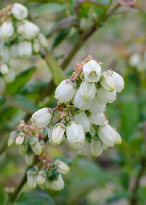 Lingon Pink Lemonade - Frugtbusk