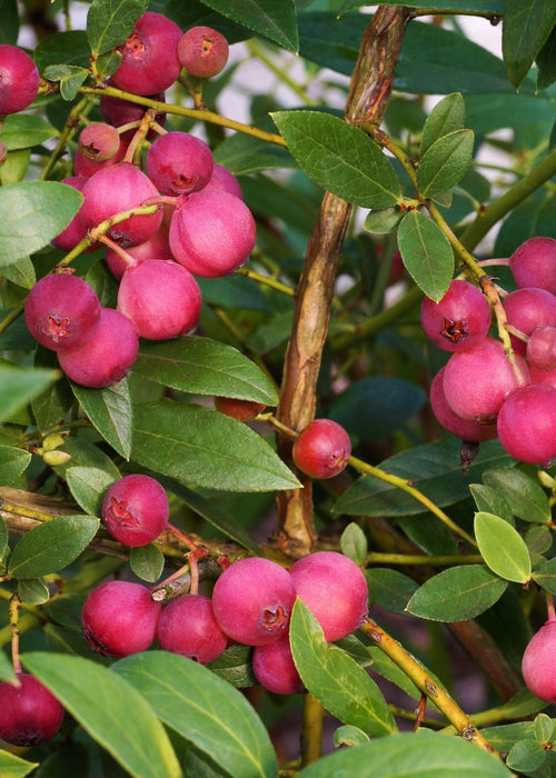 Lingon Pink Lemonade - Frugtbusk