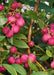 Lingon Pink Lemonade - Frugtbusk