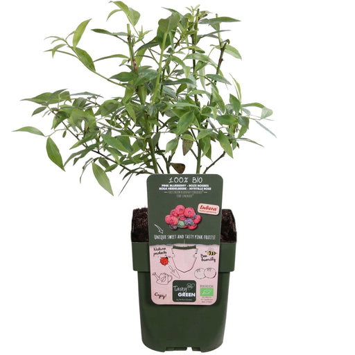 Lingon Pink Lemonade - Frugtbusk