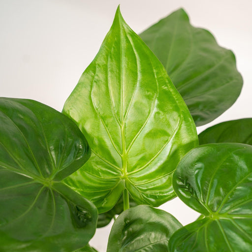 Alocasia Cucullata Og Dens Flettede Kurv