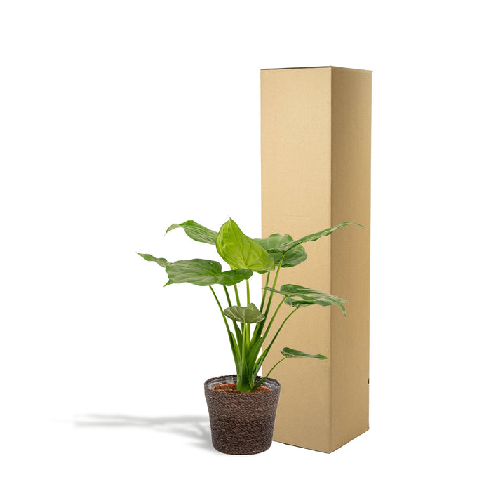 Alocasia Cucullata Og Dens Flettede Kurv