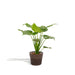 Alocasia Cucullata Og Dens Flettede Kurv