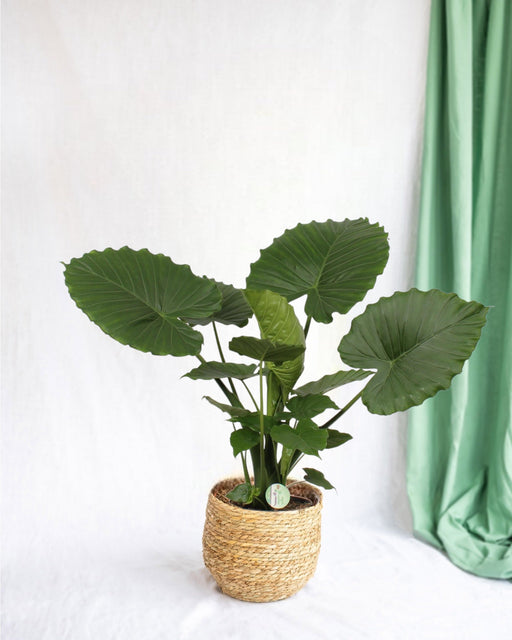 Alocasia Gageana Californien