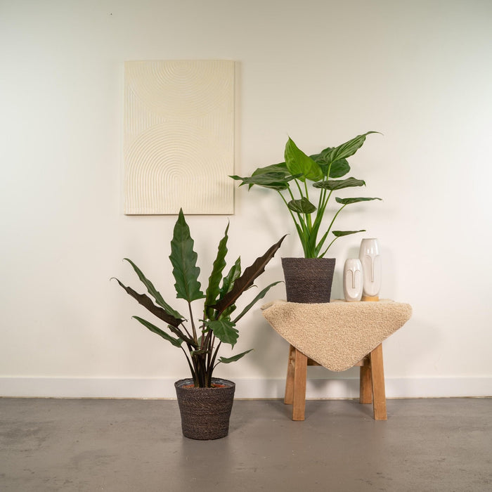 Alocasia Lauterbachiana - Sæt Med 2 Planter - Gaveæske