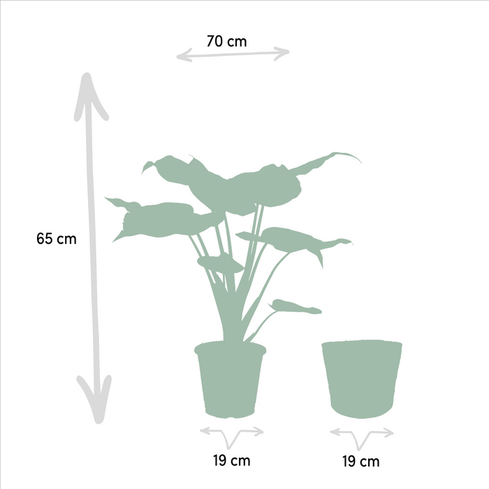 Alocasia Lauterbachiana - Sæt Med 2 Planter - Gaveæske