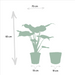 Alocasia Lauterbachiana - Sæt Med 2 Planter - Gaveæske