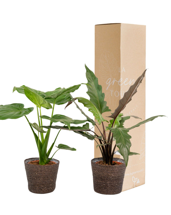 Alocasia Lauterbachiana - Sæt Med 2 Planter - Gaveæske