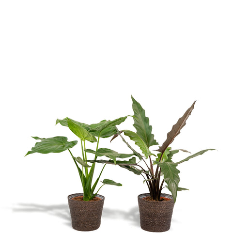 Alocasia Lauterbachiana - Sæt Med 2 Planter - Gaveæske