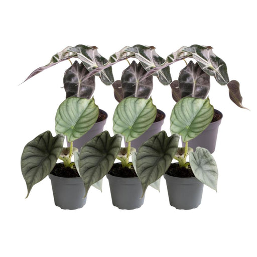 Alocasia - Sæt Med 6 Planter - Gaveæske