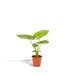 Alocasia Macrorrhiza