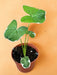 Alocasia Mickey Mouse