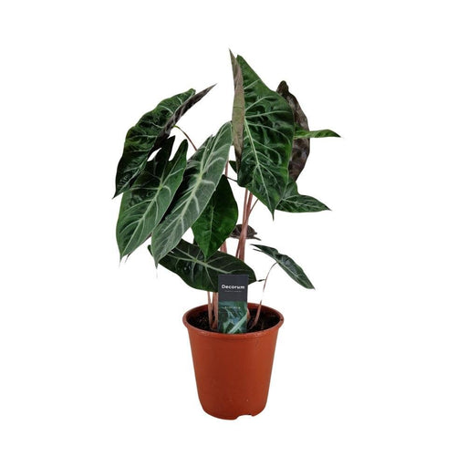 Alocasia Pink Dragon