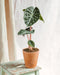 Alocasia Pink Dragon