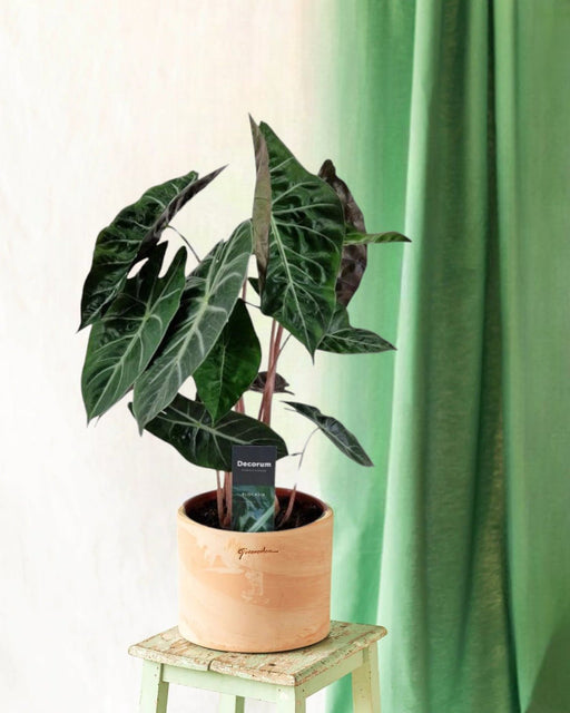 Alocasia Pink Dragon