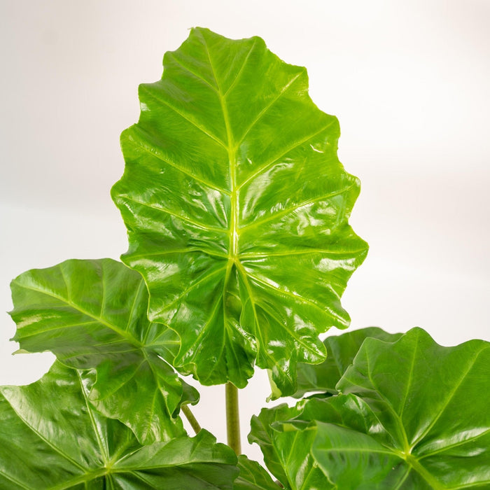 Alocasia Portodora Og Dens Bronzeplantekasse
