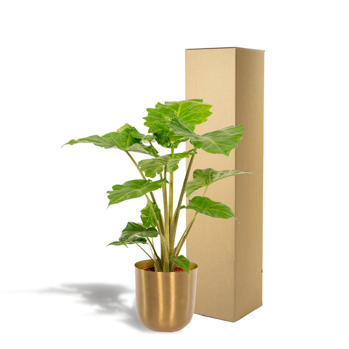 Alocasia Portodora Og Dens Bronzeplantekasse