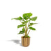 Alocasia Portodora Og Dens Bronzeplantekasse