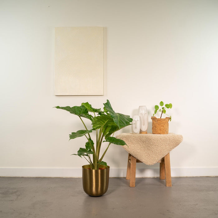Alocasia Portodora Og Dens Bronzeplantekasse