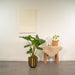Alocasia Portodora Og Dens Bronzeplantekasse