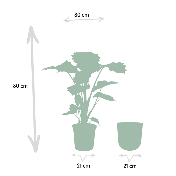 Alocasia Portodora Og Dens Sorte Plantepotte