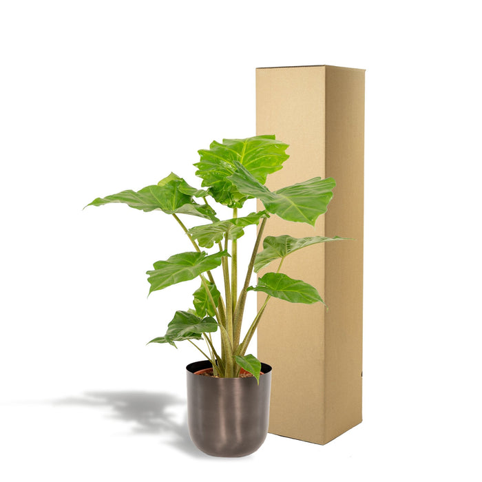 Alocasia Portodora Og Dens Sorte Plantepotte