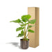 Alocasia Portodora Og Dens Sorte Plantepotte