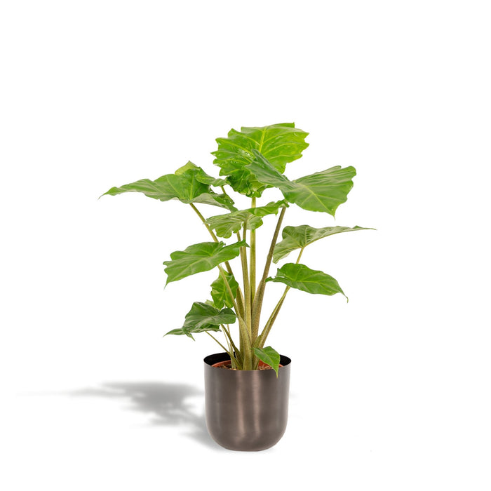Alocasia Portodora Og Dens Sorte Plantepotte