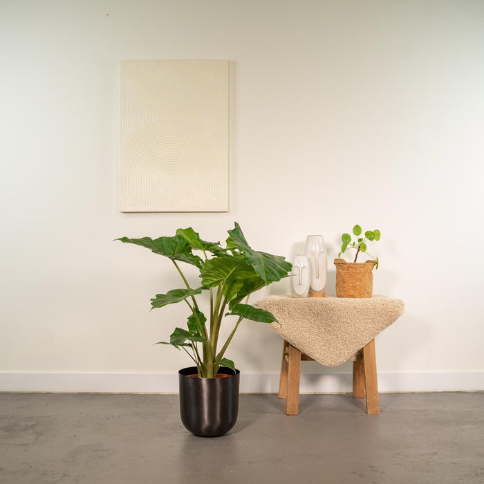 Alocasia Portodora Og Dens Sorte Plantepotte