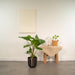 Alocasia Portodora Og Dens Sorte Plantepotte