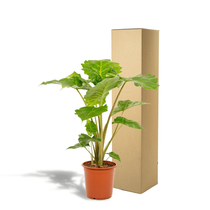 Alocasia Portodora H80Cm