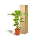 Alocasia Portodora H80Cm