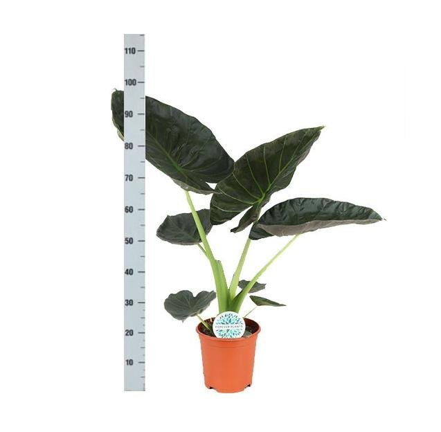Alocasia Regal Shield Og Dets Potte
