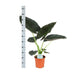 Alocasia Regal Shield Og Dets Potte