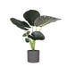 Alocasia Regal Shield Og Dets Potte