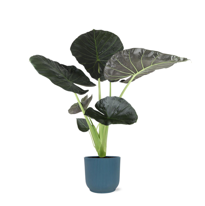 Alocasia Regal Shield Og Dets Potte