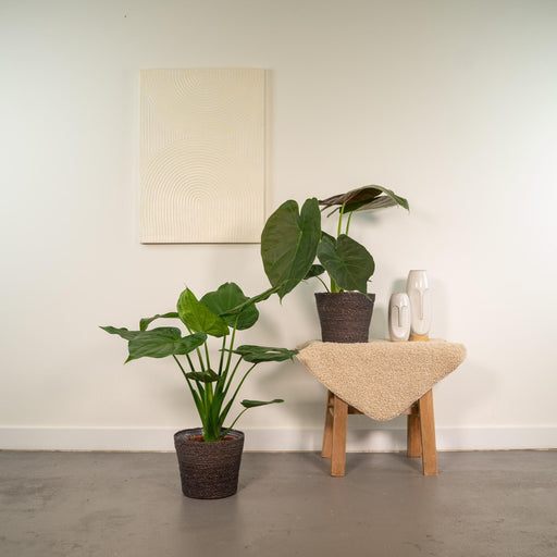 Alocasia Wentii - Sæt Med 2 Planter - Gaveæske