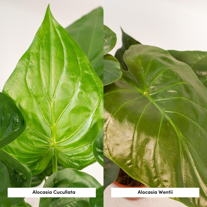 Alocasia Wentii - Sæt Med 2 Planter - Gaveæske