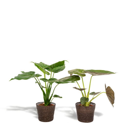 Alocasia Wentii - Sæt Med 2 Planter - Gaveæske